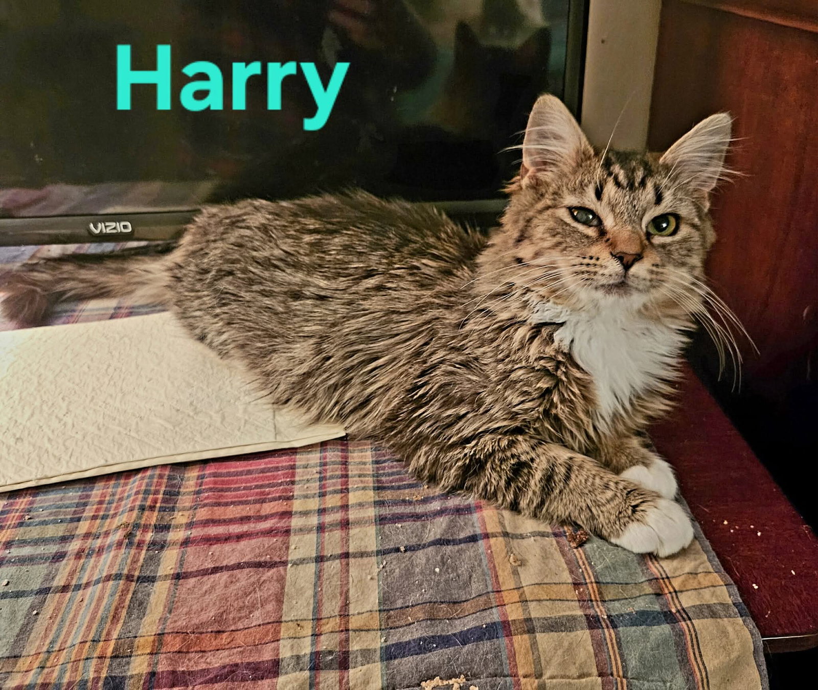 Harry: Not at shelter (Kendra)