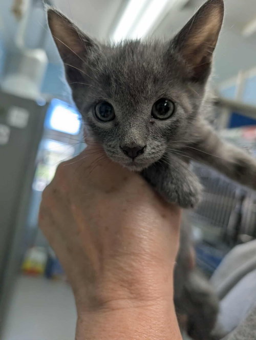 Prince Eric - Not at shelter