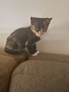 Fairy Tale Hansel: Not at shelter (Yvonne)
