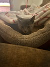 Fairy Tale Prince Charming:Not at shelter (Yvonne)