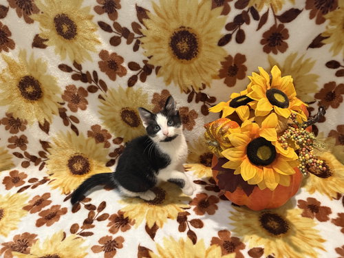 Onyx (Not at the Shelter (Faith) Available 11/8