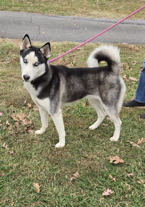 Loki - At shelter available 11/5