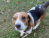 Smokey -  At shelter available 10/27