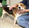 Smokey -  At shelter available 10/27