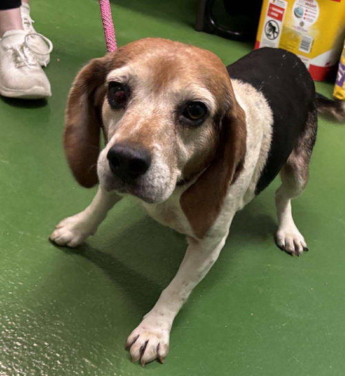 Millie - Not at shelter (Harmony)