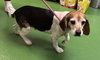 Millie - Not at shelter (Harmony)