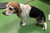 Millie - Not at shelter (Harmony)
