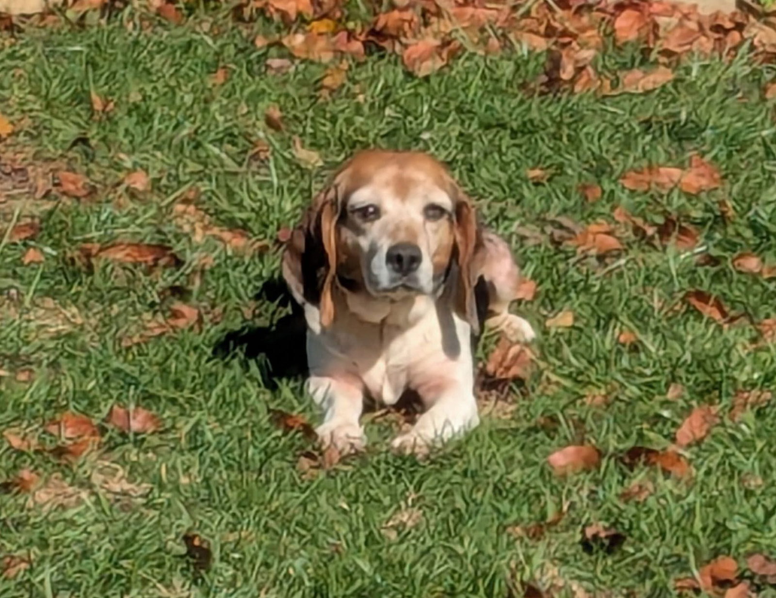 Millie: Not at shelter (Harmony)