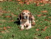 Millie: Not at shelter (Harmony)