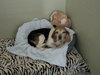 Millie: Not at shelter (Harmony)