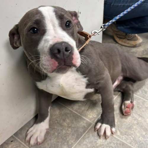 Alvin: At shelter