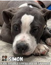 Simon: Not at shelter (Jackie)