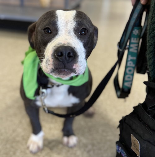 Theodore “Hef:” Not at the shelter (Joan)