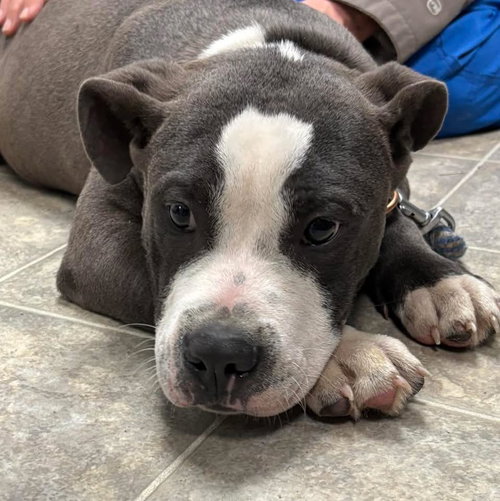Theodore: At shelter