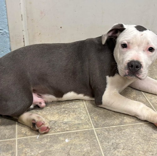 Theodore: Not at shelter (Joan)