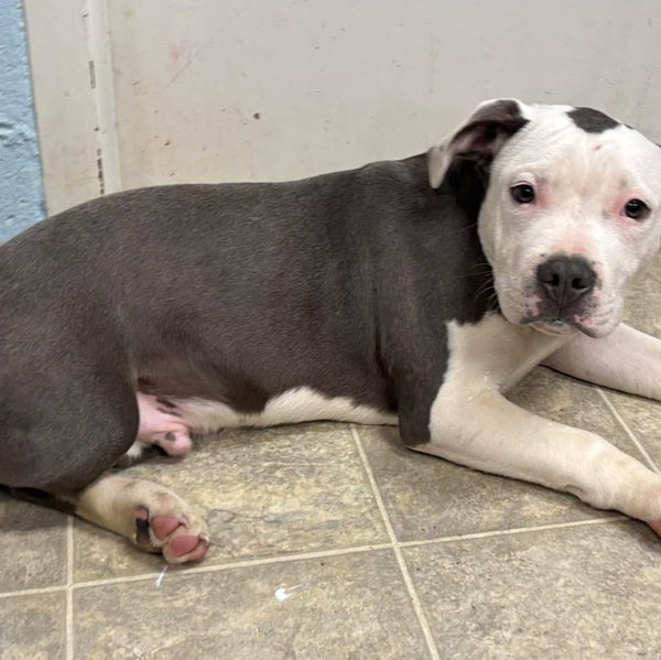 Alvin “Hip:” Not at shelter (Tiffany)
