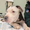 Hip (Alvin): Not at shelter (Tiffany)