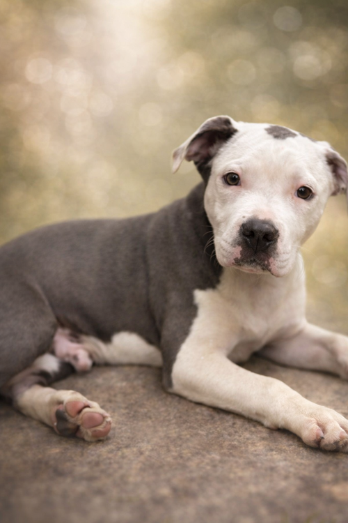 Hip (Alvin): Not at shelter (Tiffany)