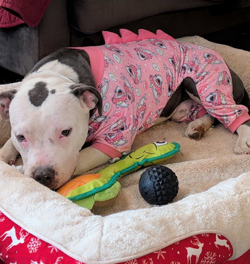 Alvin “Hip:” Not at shelter (Tiffany)