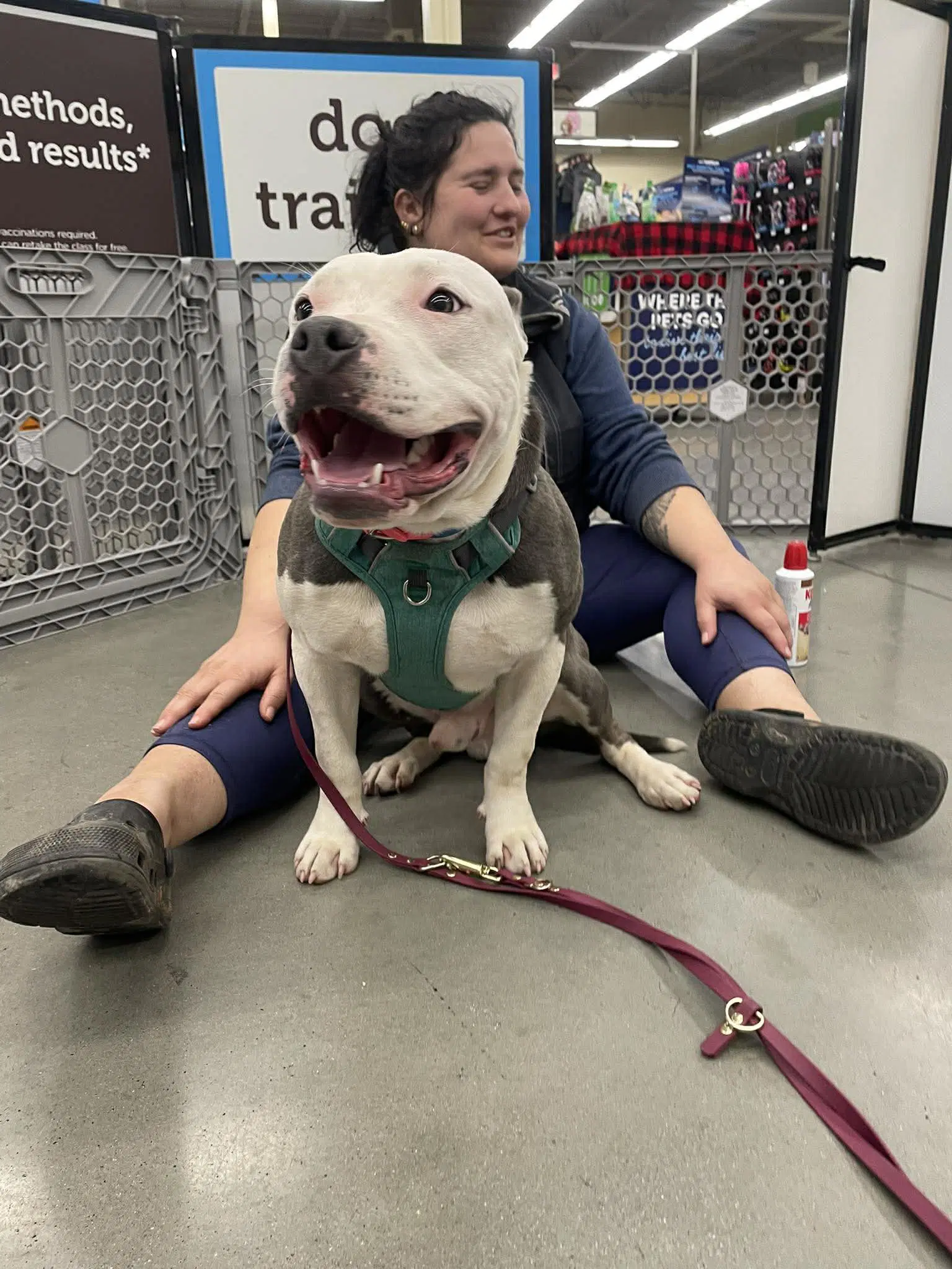 Hip Not At Shelter Tiffany - Pit Bull Terrier
