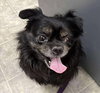 Bo - Not at shelter (Glenn)