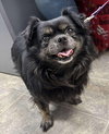 Bo - Not at shelter (Glenn)