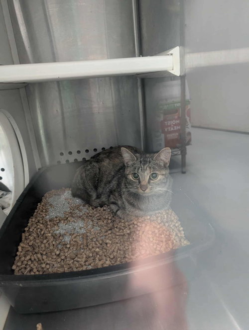 Rosemary - At shelter
