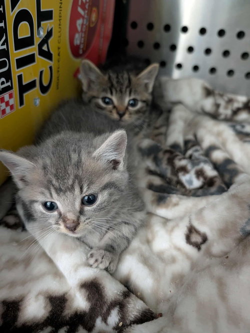 Basil - Not at shelter (Sharon)