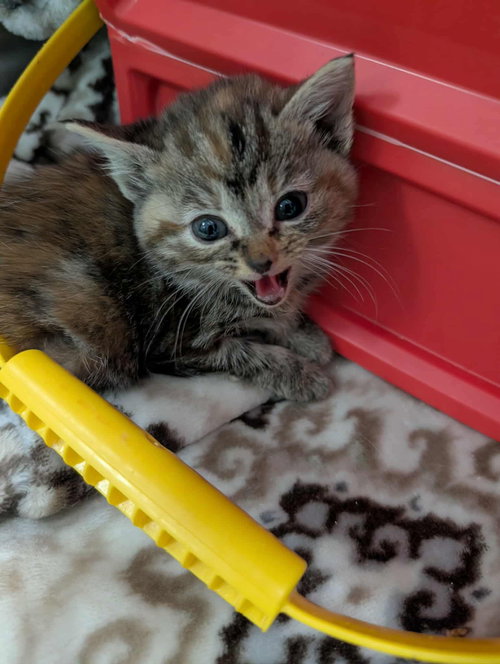 Lavender - Not At shelter (Sharon)