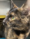 Brooke: Visit At Petsmart Lynchburg