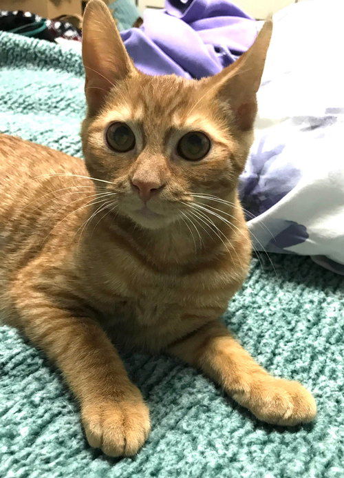 Sadie - Not at shelter