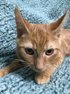 Sadie - Not at shelter