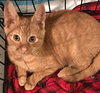 Sadie - Not at shelter