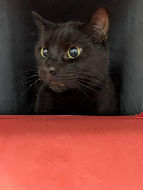 Muffin - At shelter