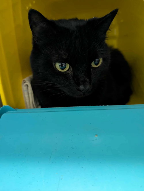 Tiny Trifecta - At shelter