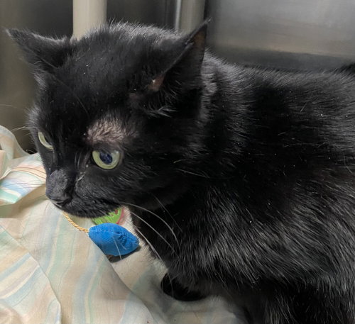 Tiny Trifecta: At shelter