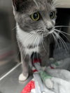 Beatrice:  Not At shelter-(Faith)