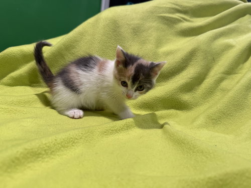 Lorna - Not At shelter- (Faith) 11/22