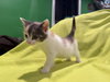 Lorna - Not At shelter- (Faith)