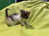 Lorna - Not At shelter- (Faith)