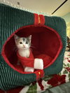 Lorna - Not At shelter- (Faith)