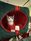 Lorna - Not At shelter- (Faith)