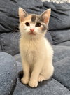 Lorna - Not At shelter- (Faith)