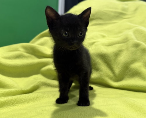 Wirt - Not At shelter- (Faith) 11/22