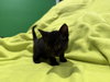 Wirt - Not At shelter- (Faith)