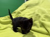 Wirt - Not At shelter- (Faith)