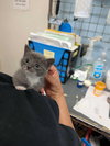 Gregory - Not At shelter- (Faith) 11/22