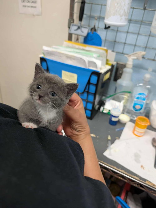 Gregory - At shelter