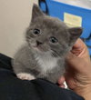 Gregory - Not At shelter- (Faith) 11/22
