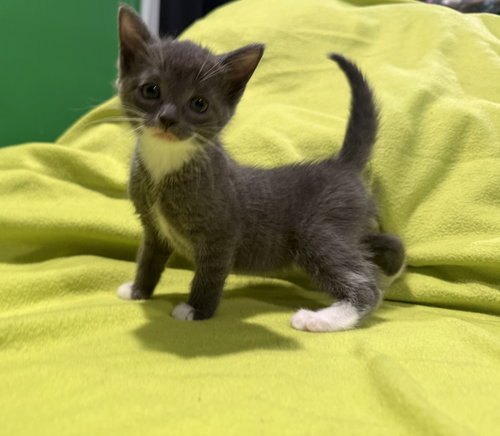 Gregory - Not At shelter- (Faith) 11/22